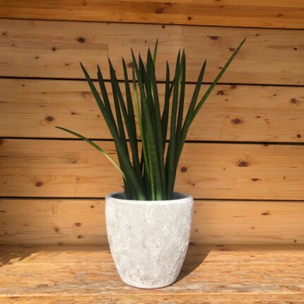 Sanseviera vaso green