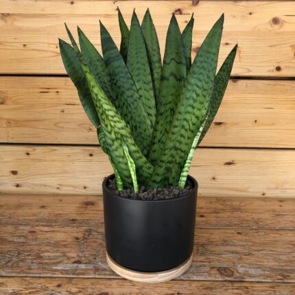 Sansevieria Black