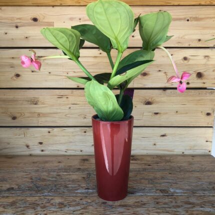 Medinilla