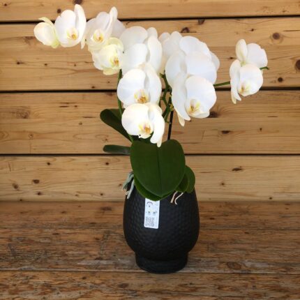 Orchidea Phalaenopsis vaso black