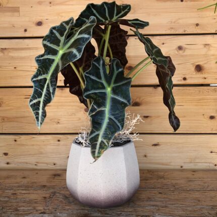 Alocasia in vaso
