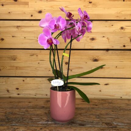 Orchidea Phalaenopsis Violet