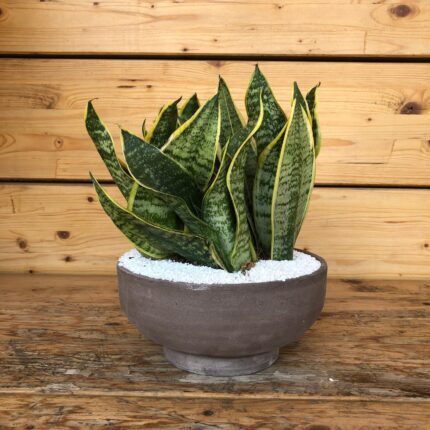 Sansevieria ciotola