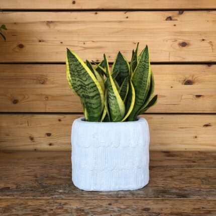 Sansevieria white