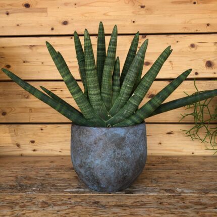 Sansevieria Caterina