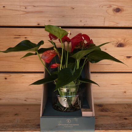 Anthurium idro
