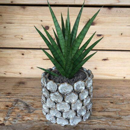 Sansevieria decorativa in vaso artistico in ceramica